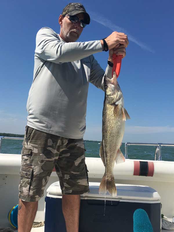another nice walleye - guided fishing Lake Erie