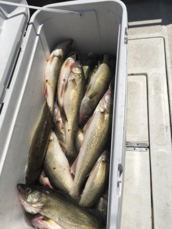 fish fry walleye