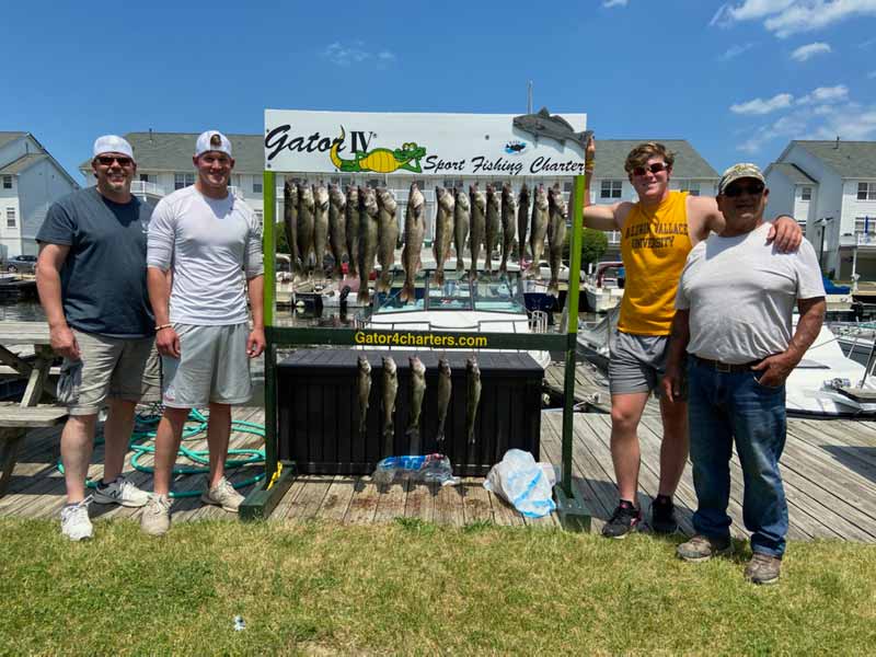 Lots of walleye - Lake Erie