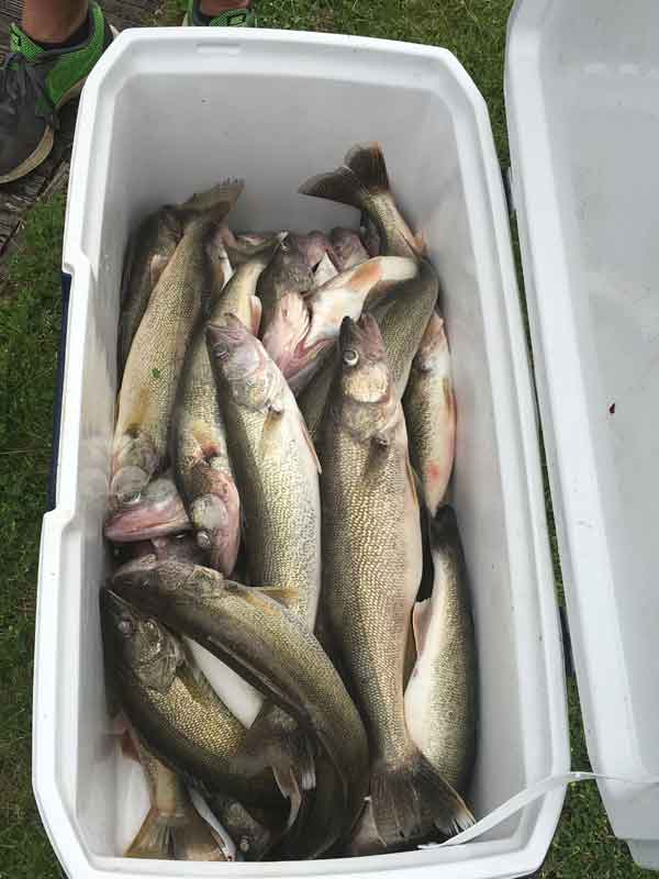 tasty walleye Lake Erie fishing charter