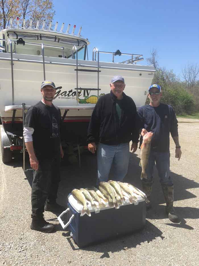 nice limit of Lake Erie walleye - guided fishing - fishing charter
